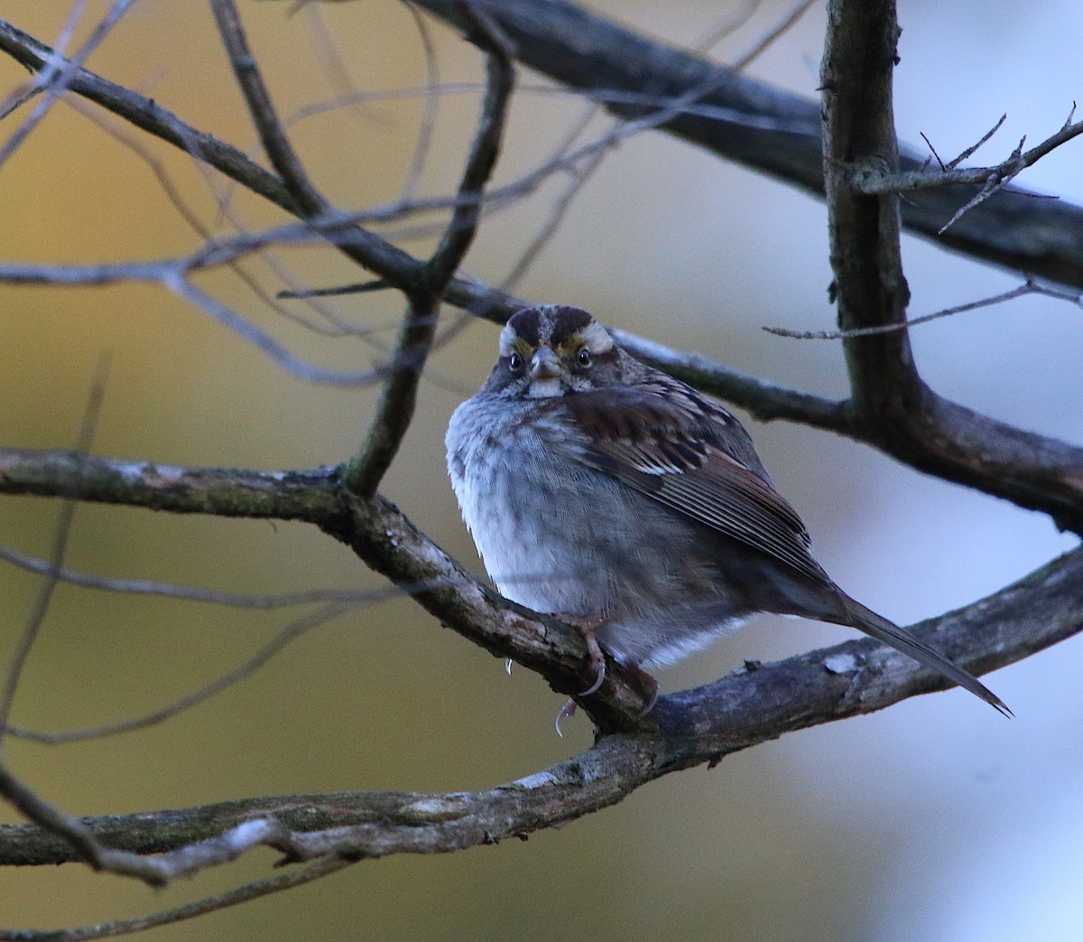 White-throated Sparrow - ML310893511