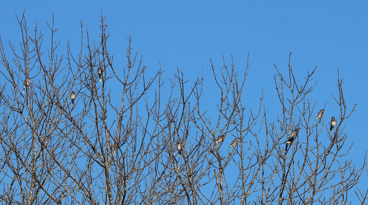 Blue Jay - ML310893791