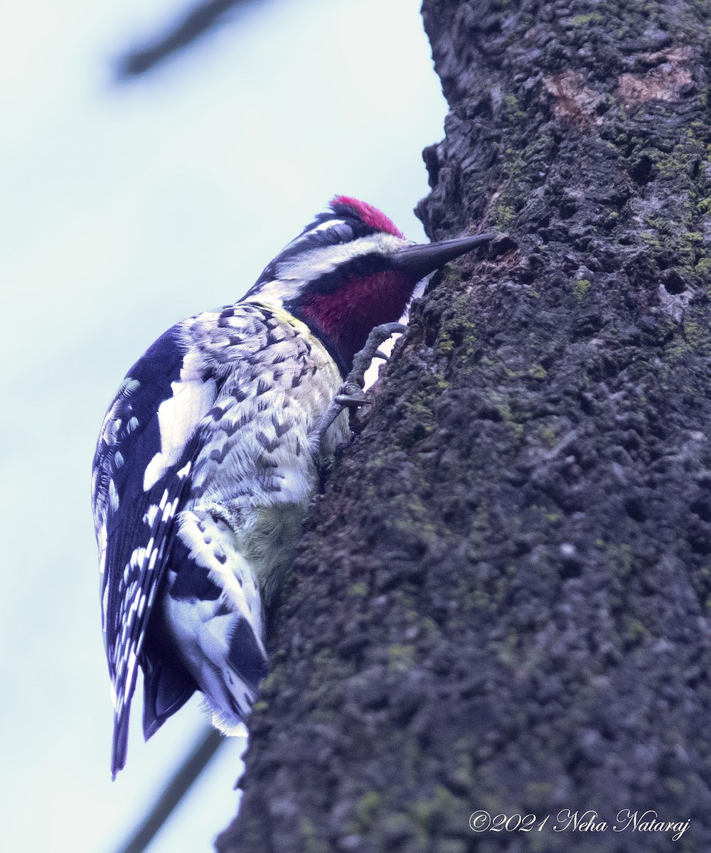 Yellow-bellied Sapsucker - Neha Nataraj