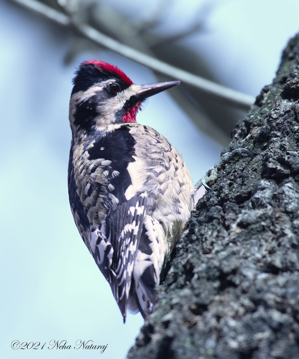 Yellow-bellied Sapsucker - ML310894301