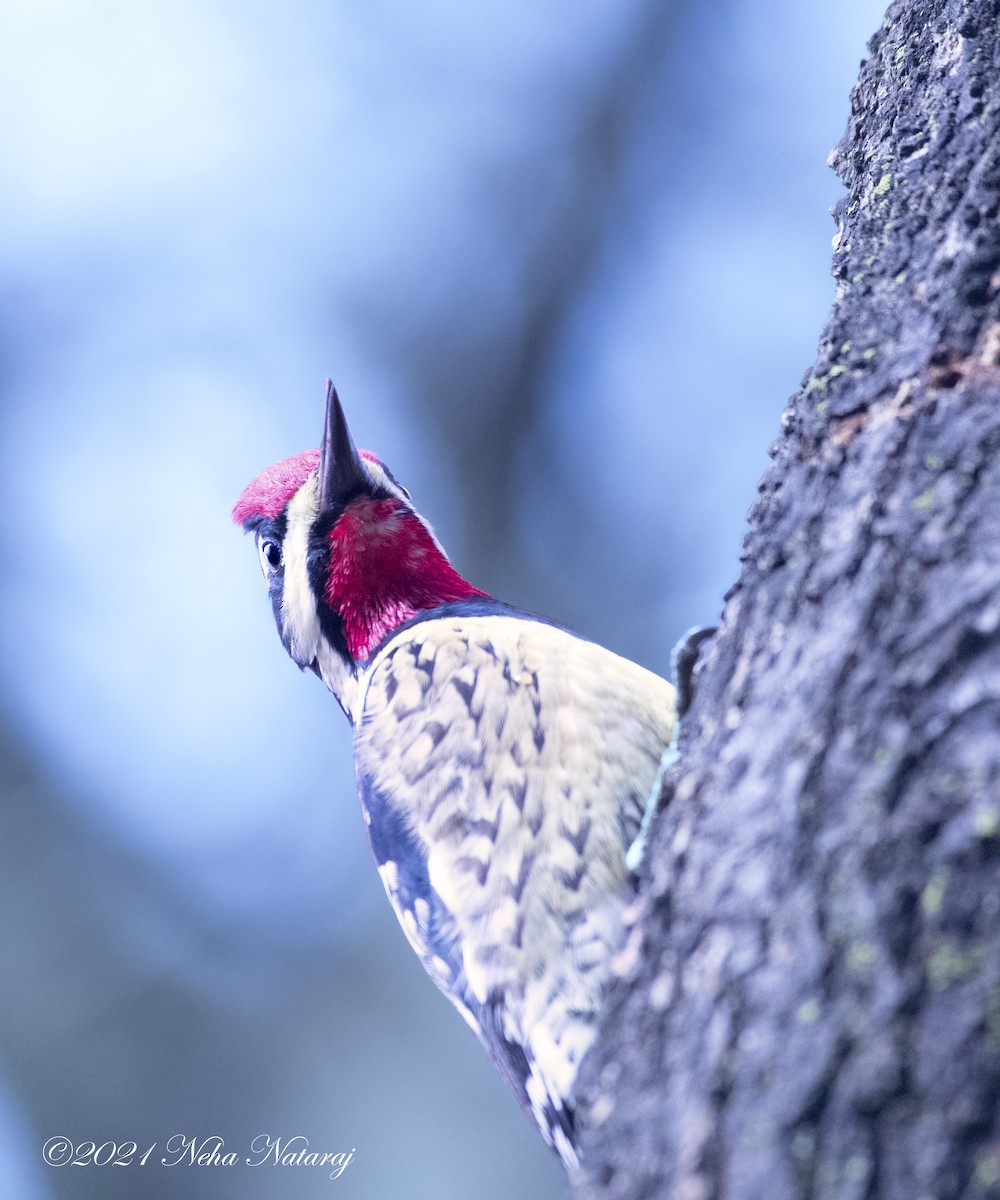 Yellow-bellied Sapsucker - ML310894311