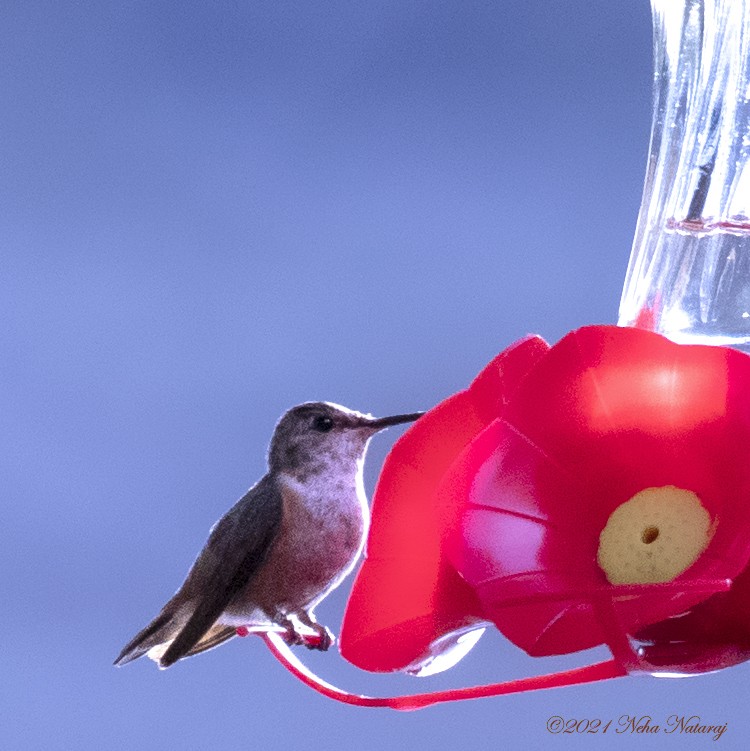 Allen's Hummingbird - Neha Nataraj