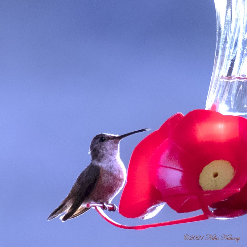 Allen's Hummingbird - Neha Nataraj