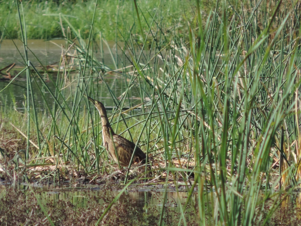 Avetoro Lentiginoso - ML310894901