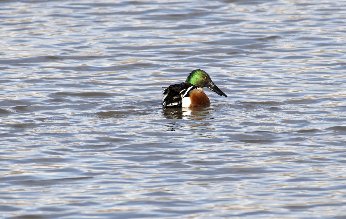 Northern Shoveler - Rich and Lynne Glassford