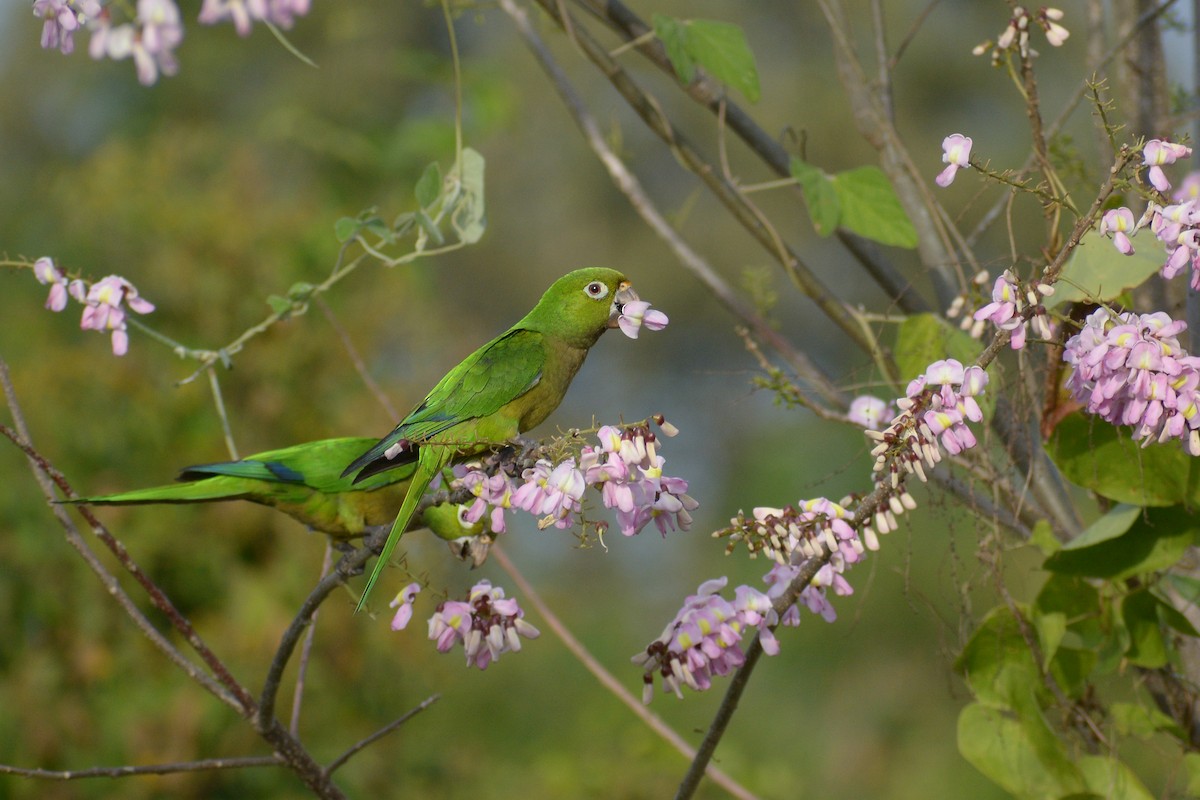 Olive-throated Parakeet - ML310895821