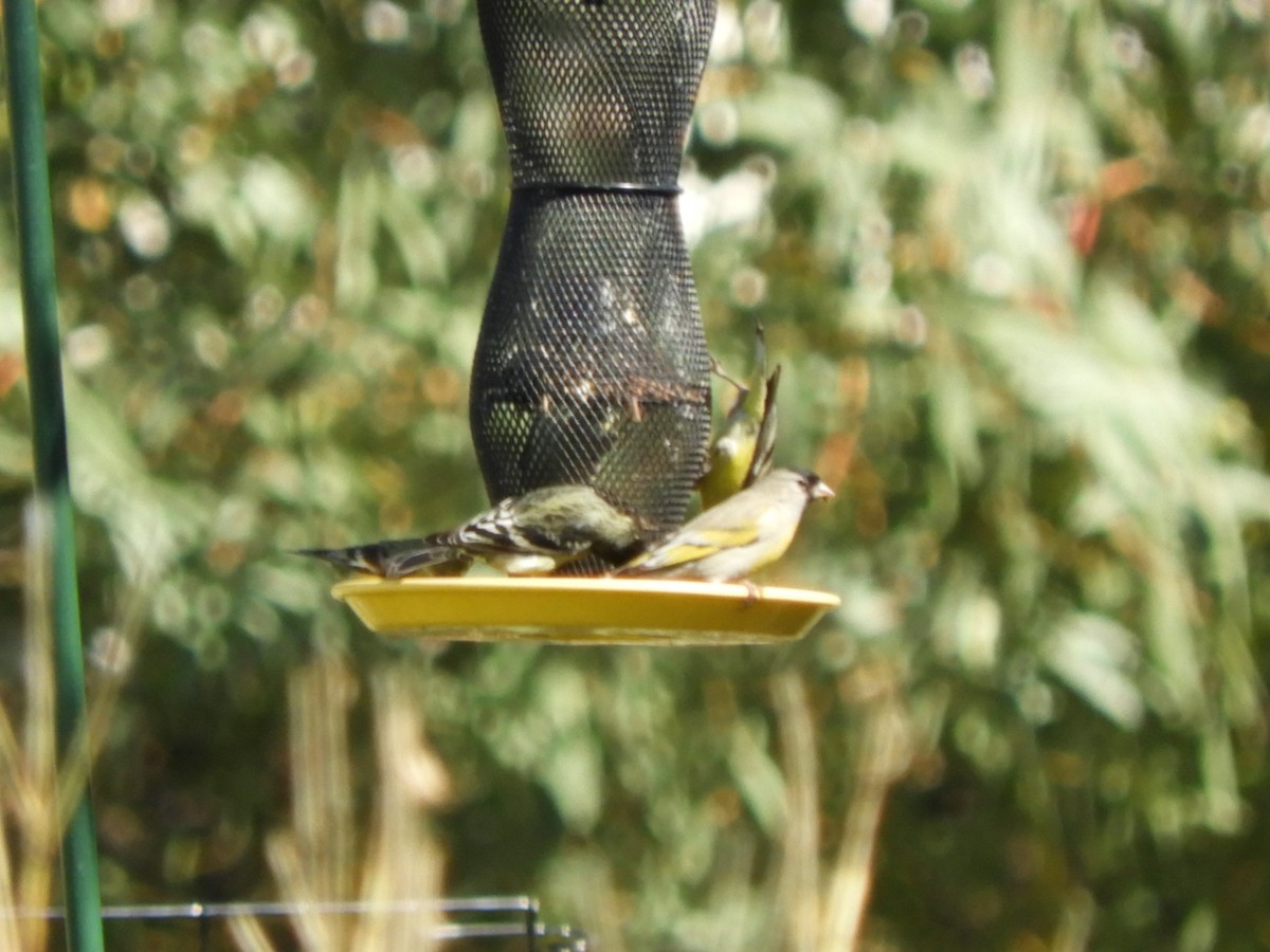 Lawrence's Goldfinch - ML310896361