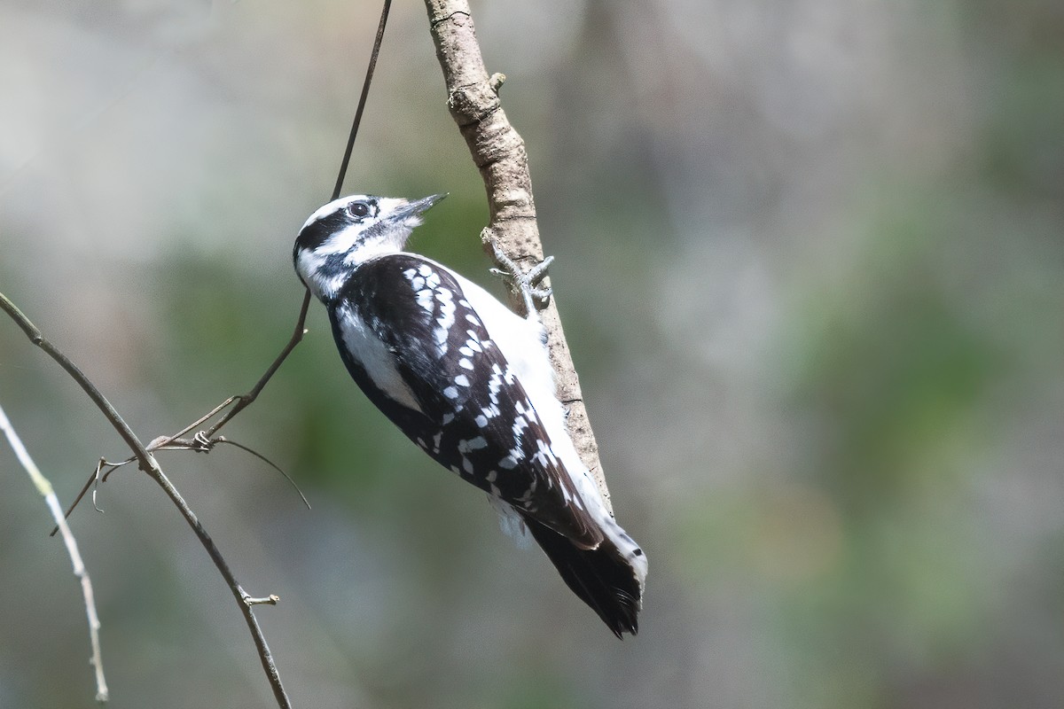 Downy Woodpecker - ML310899691