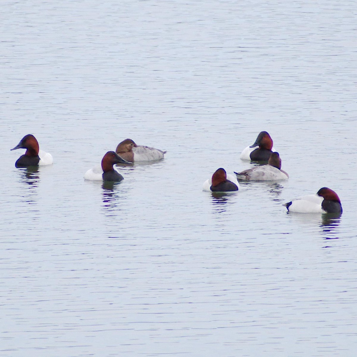 Canvasback - Randall Nett