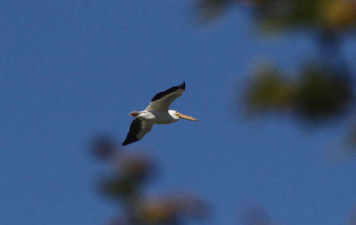 American White Pelican - ML310901241