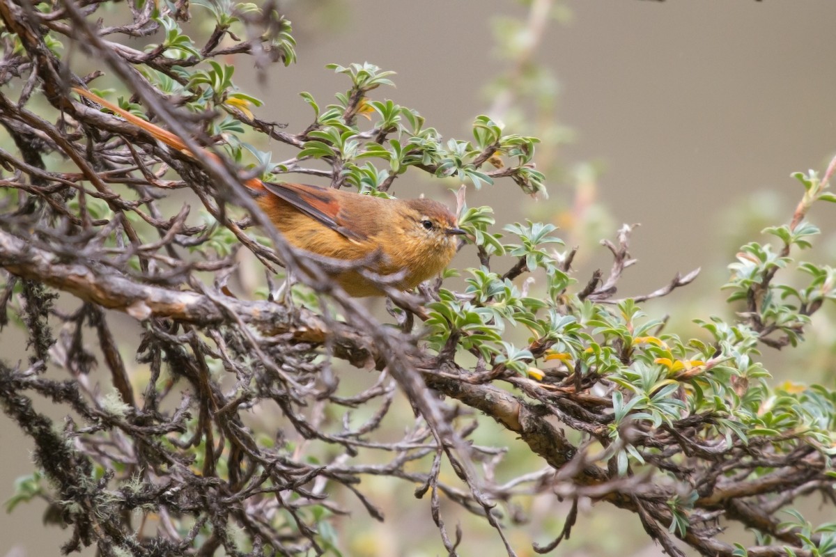 Tawny Tit-Spinetail - Michel Gutierrez