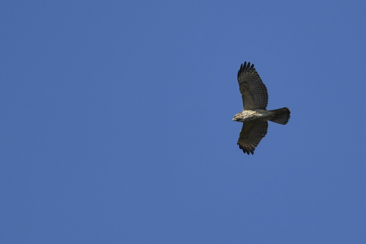 Rotschulterbussard [lineatus-Gruppe] - ML310902611