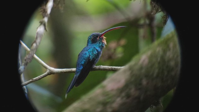 Grünschattenkolibri - ML310902871