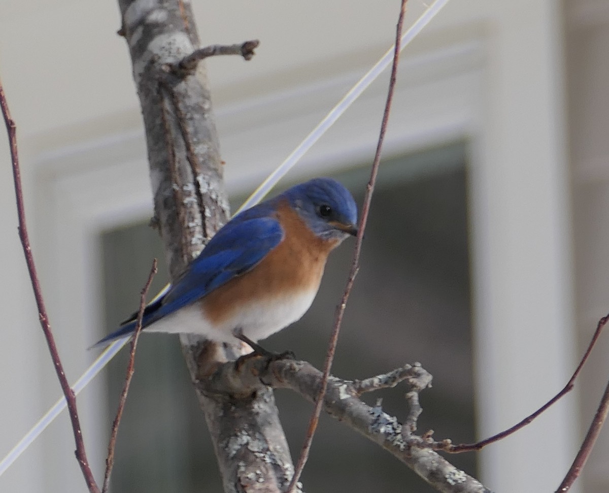 Eastern Bluebird - ML310902941