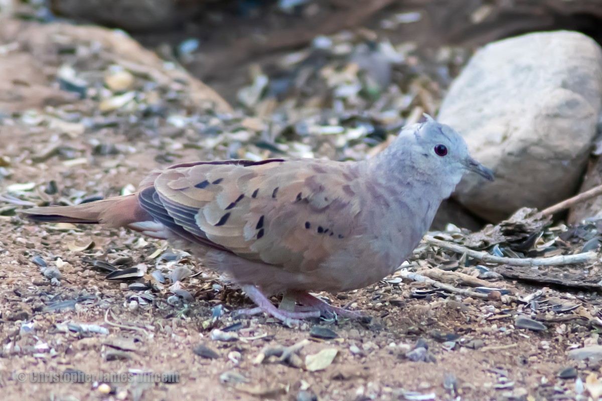 Ruddy Ground Dove - Christopher Vincent