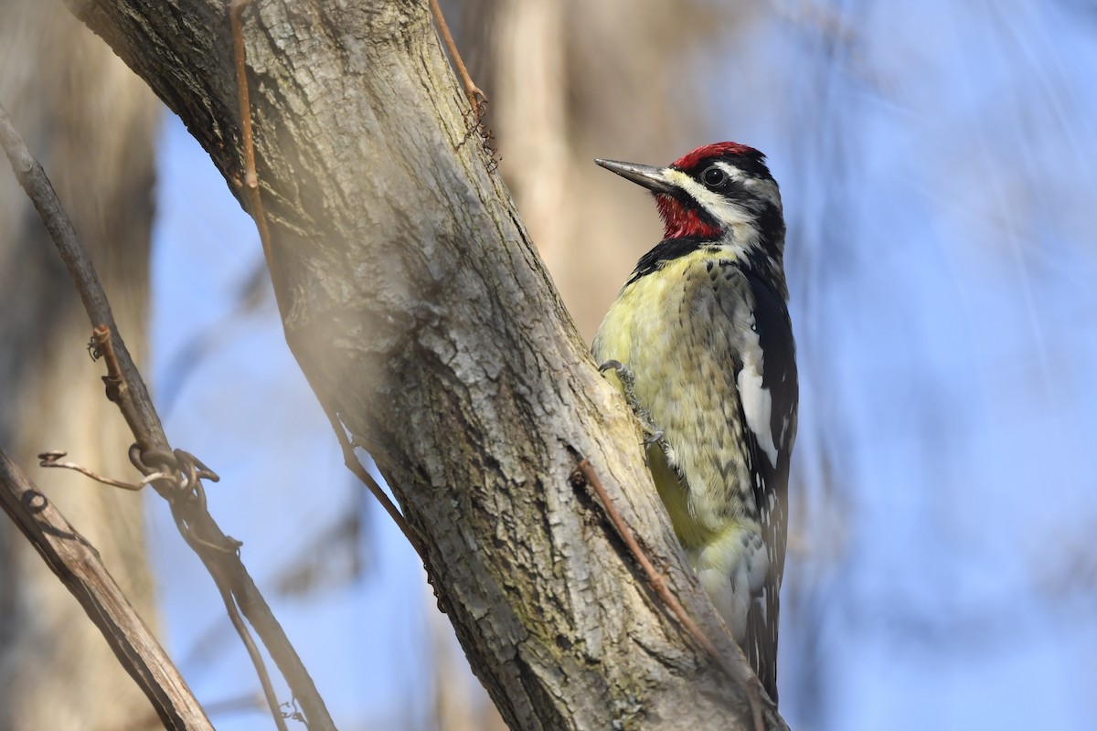 Yellow-bellied Sapsucker - ML310904311