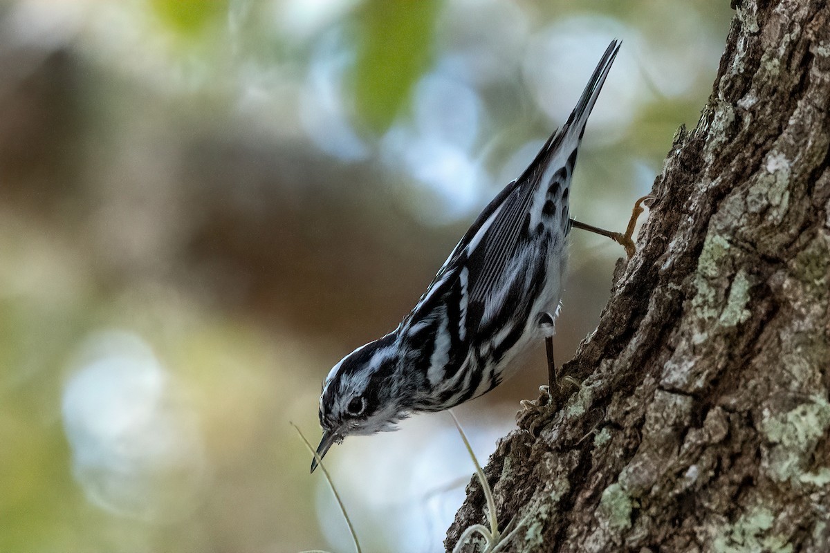 Black-and-white Warbler - ML310905081