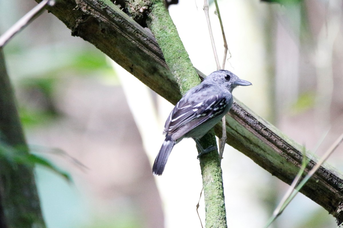 Parker's Antbird - Henrry Abaunsa Castro