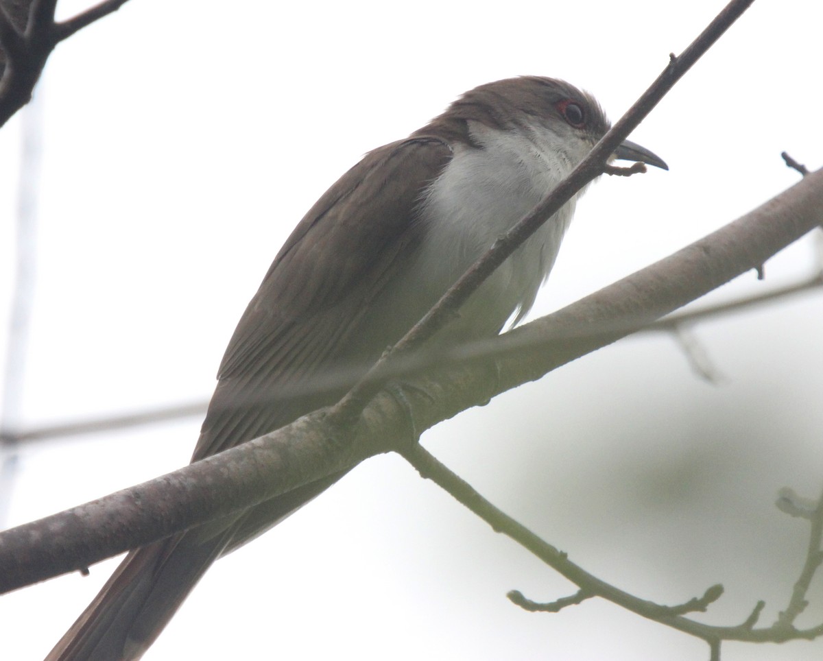 Black-billed Cuckoo - ML31090661