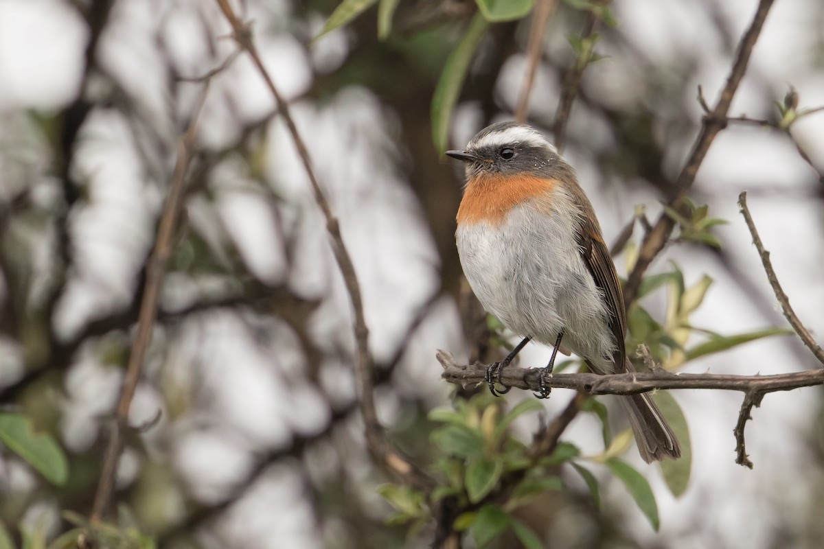 Rufous-breasted Chat-Tyrant - Michel Gutierrez