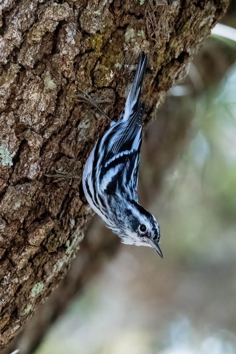 Black-and-white Warbler - ML310907501
