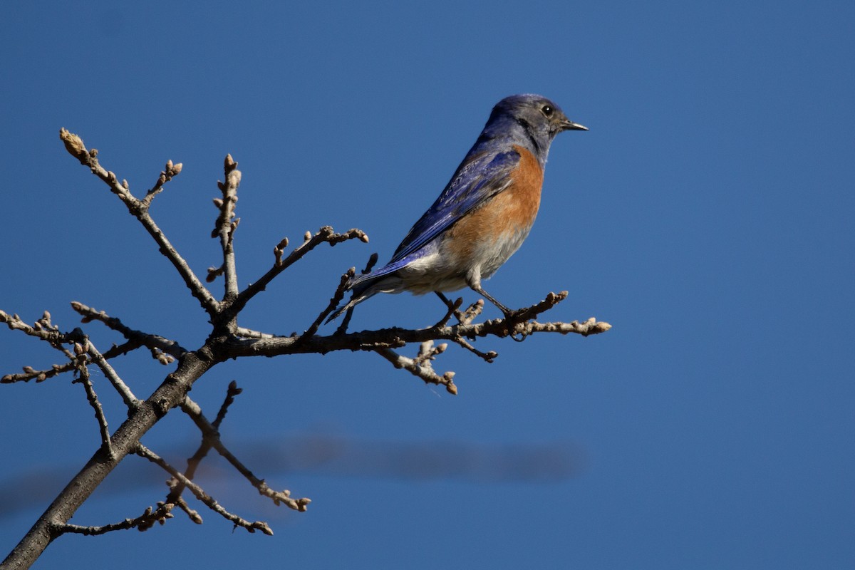 Western Bluebird - Tiffany Blasingame