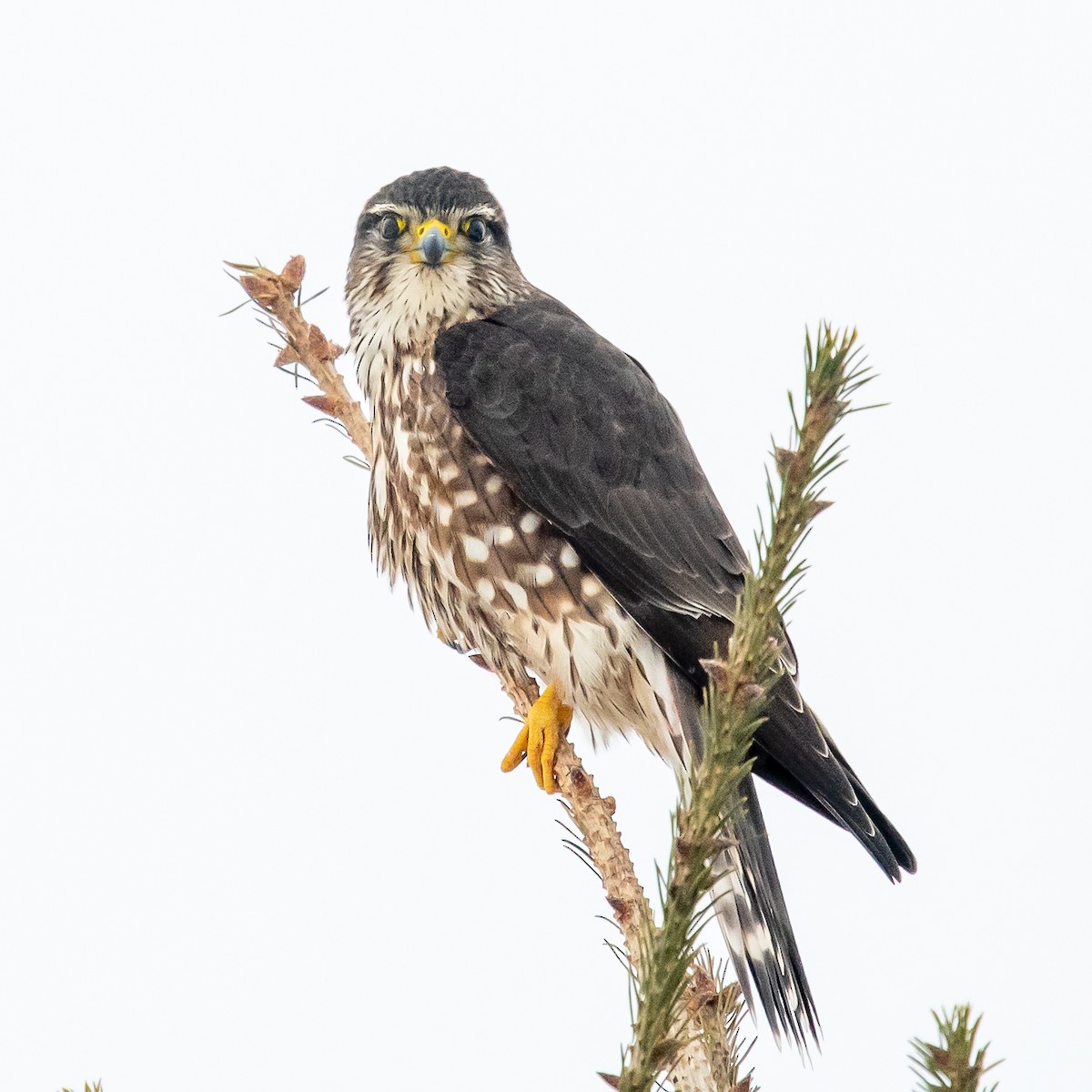 Boz Doğan (columbarius) - ML310908381