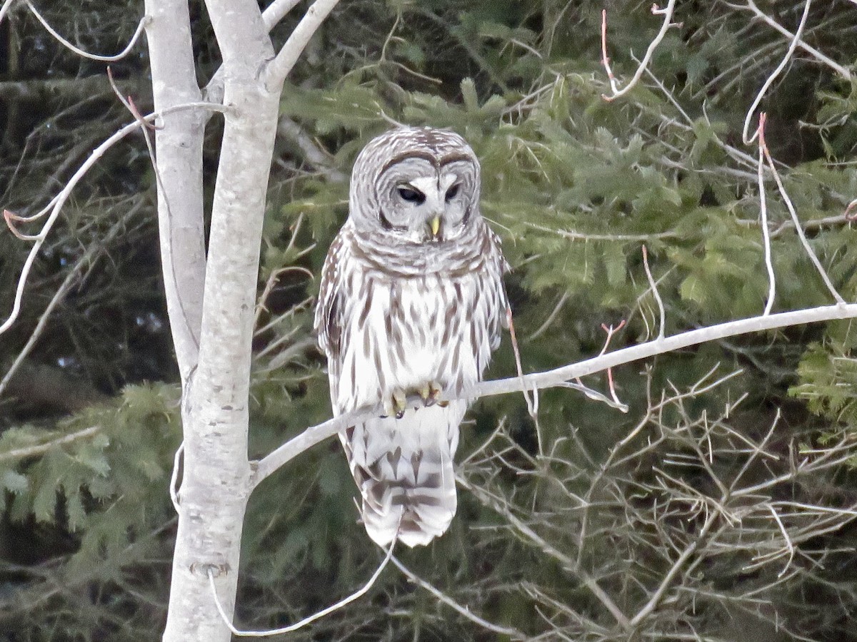 Barred Owl - ML310909081