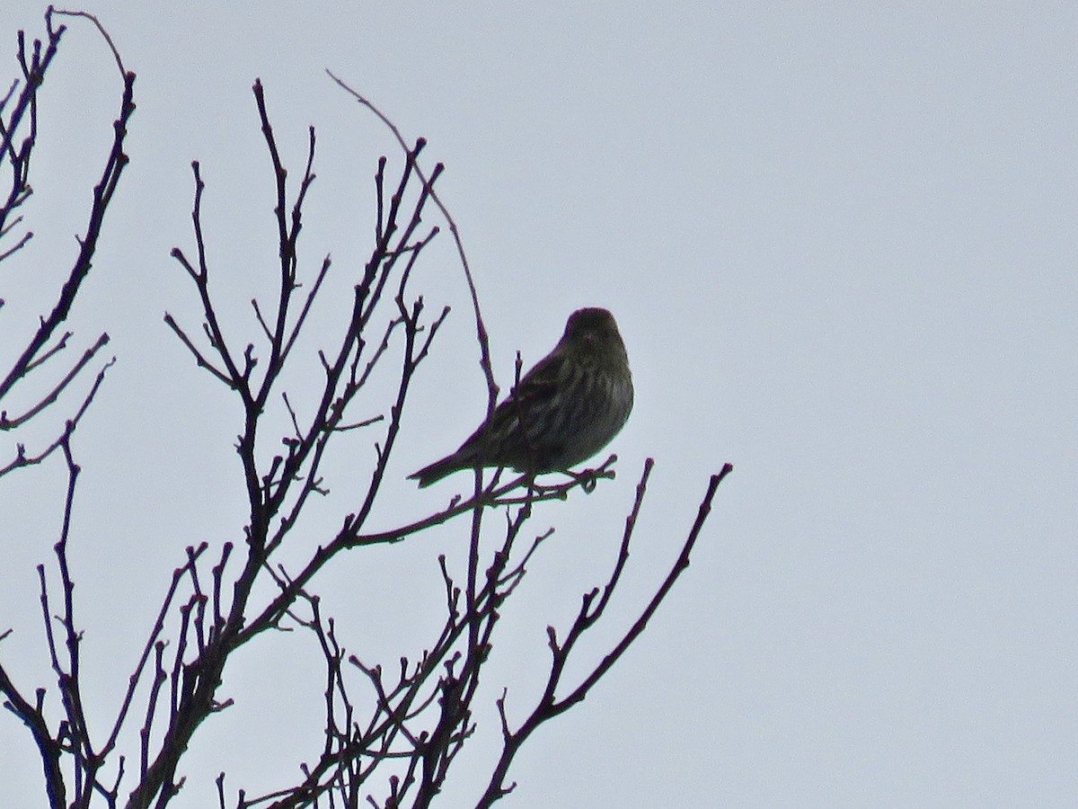 Pine Siskin - ML310909111