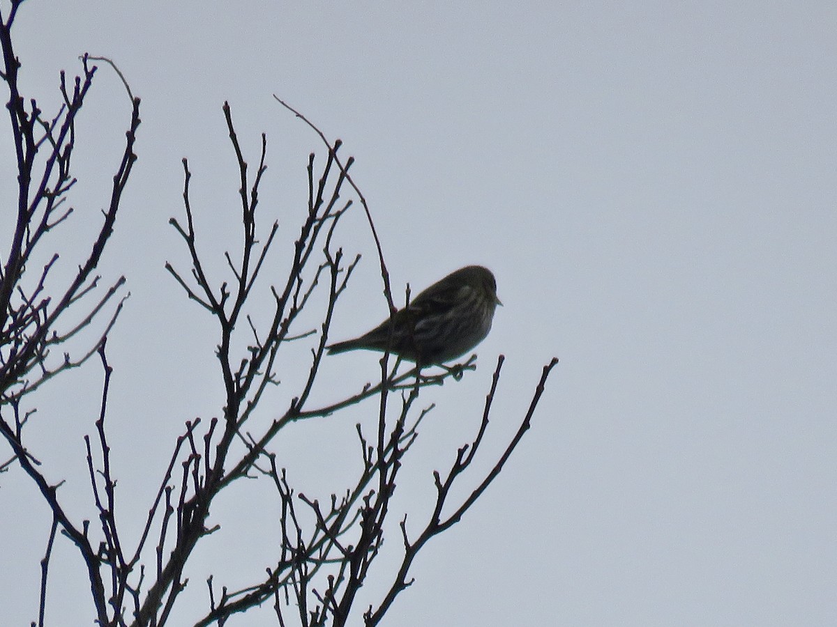 Pine Siskin - ML310909141