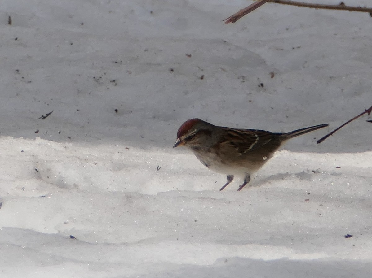 American Tree Sparrow - ML310909701