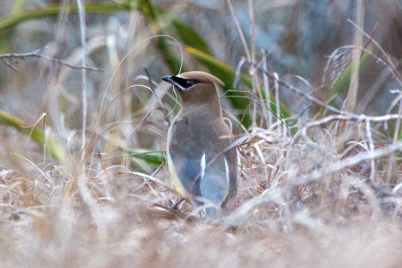 Cedar Waxwing - ML310913991