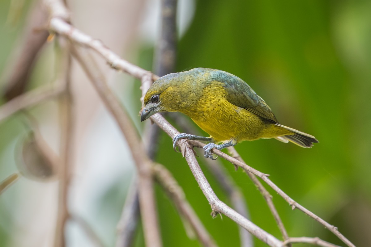 Golden-bellied Euphonia - ML310914311