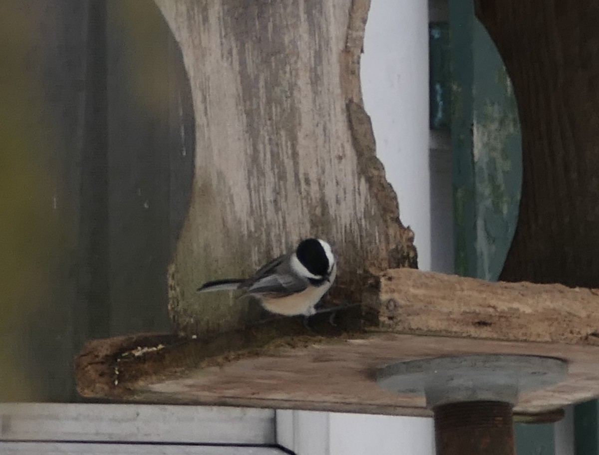 Black-capped Chickadee - ML310914481