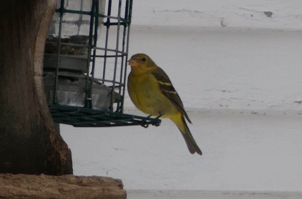 Western Tanager - ML310914601