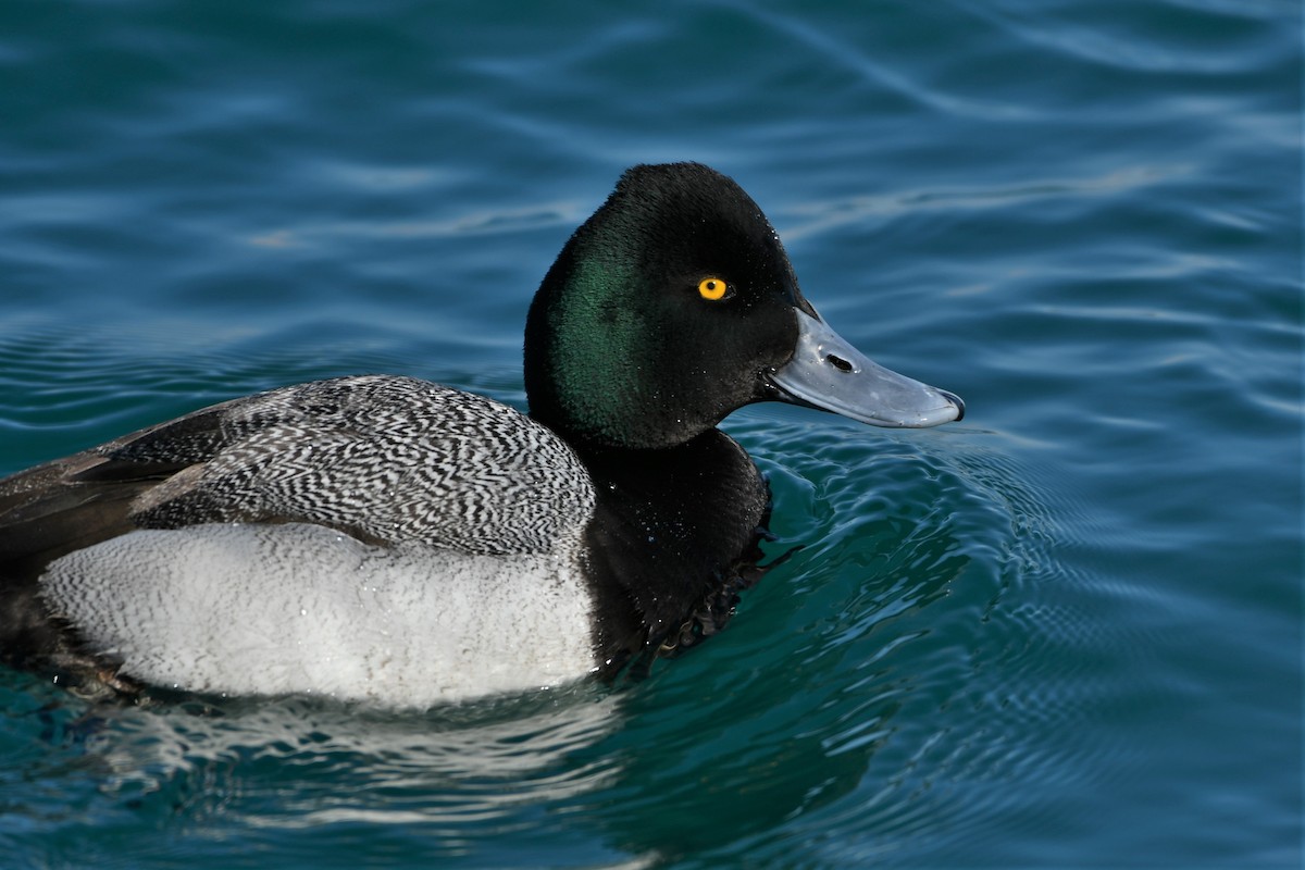 Lesser Scaup - ML310914691