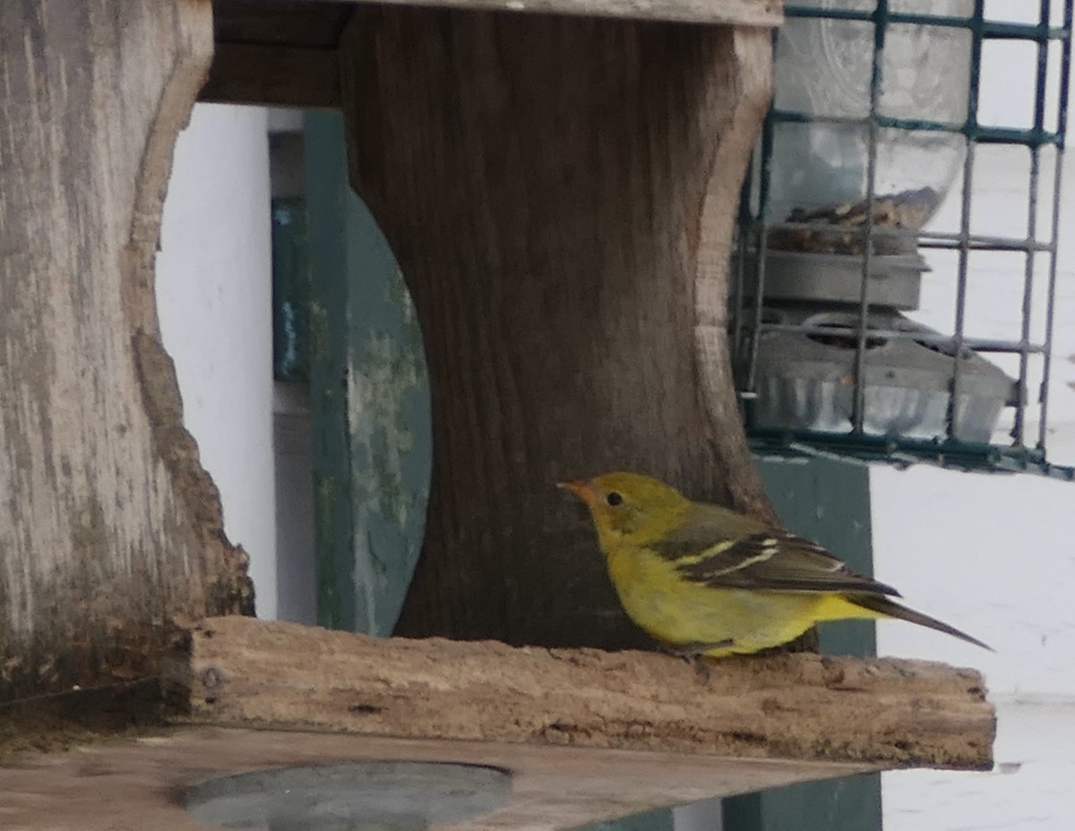 Western Tanager - ML310914731
