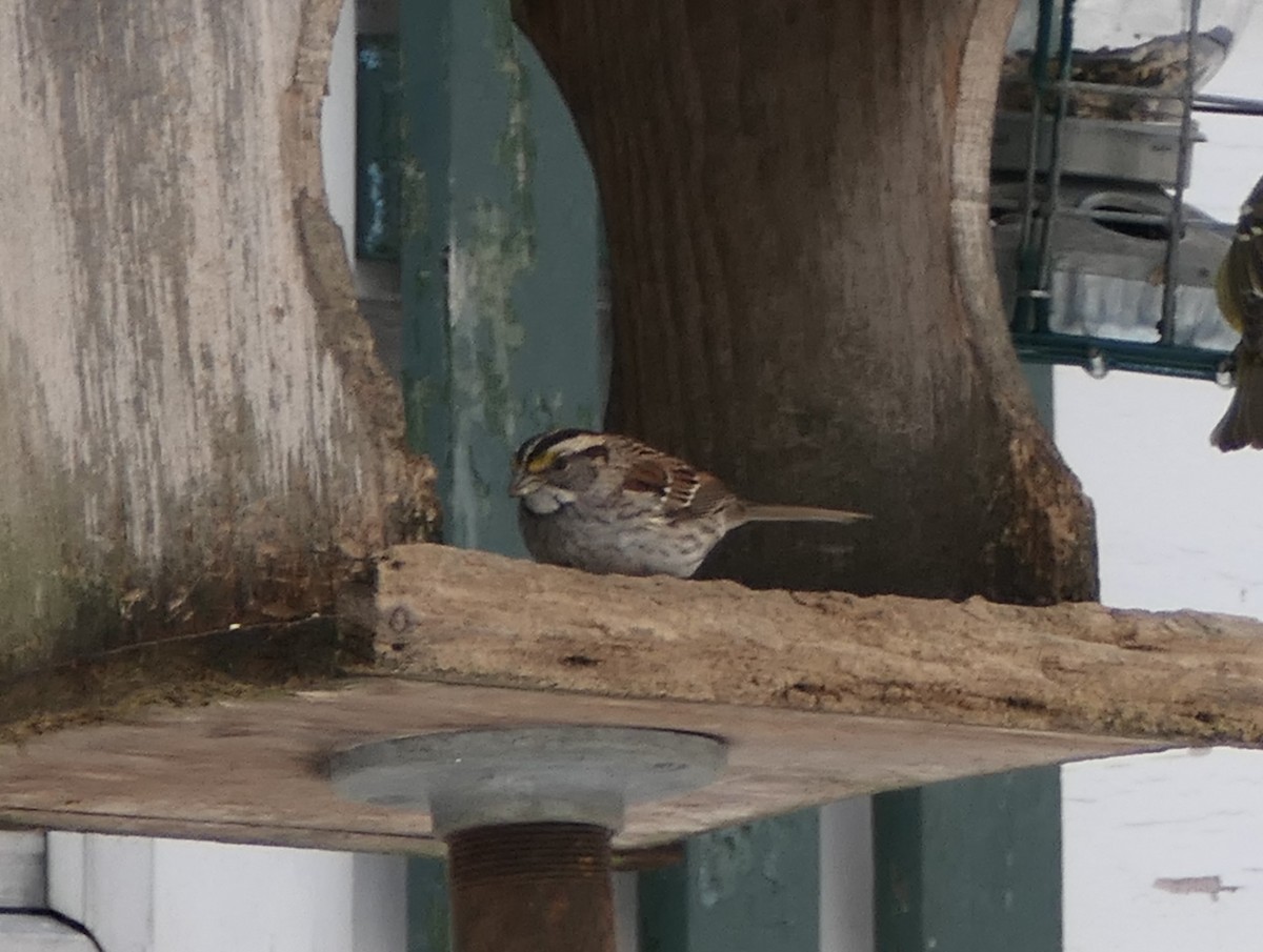White-throated Sparrow - ML310914811