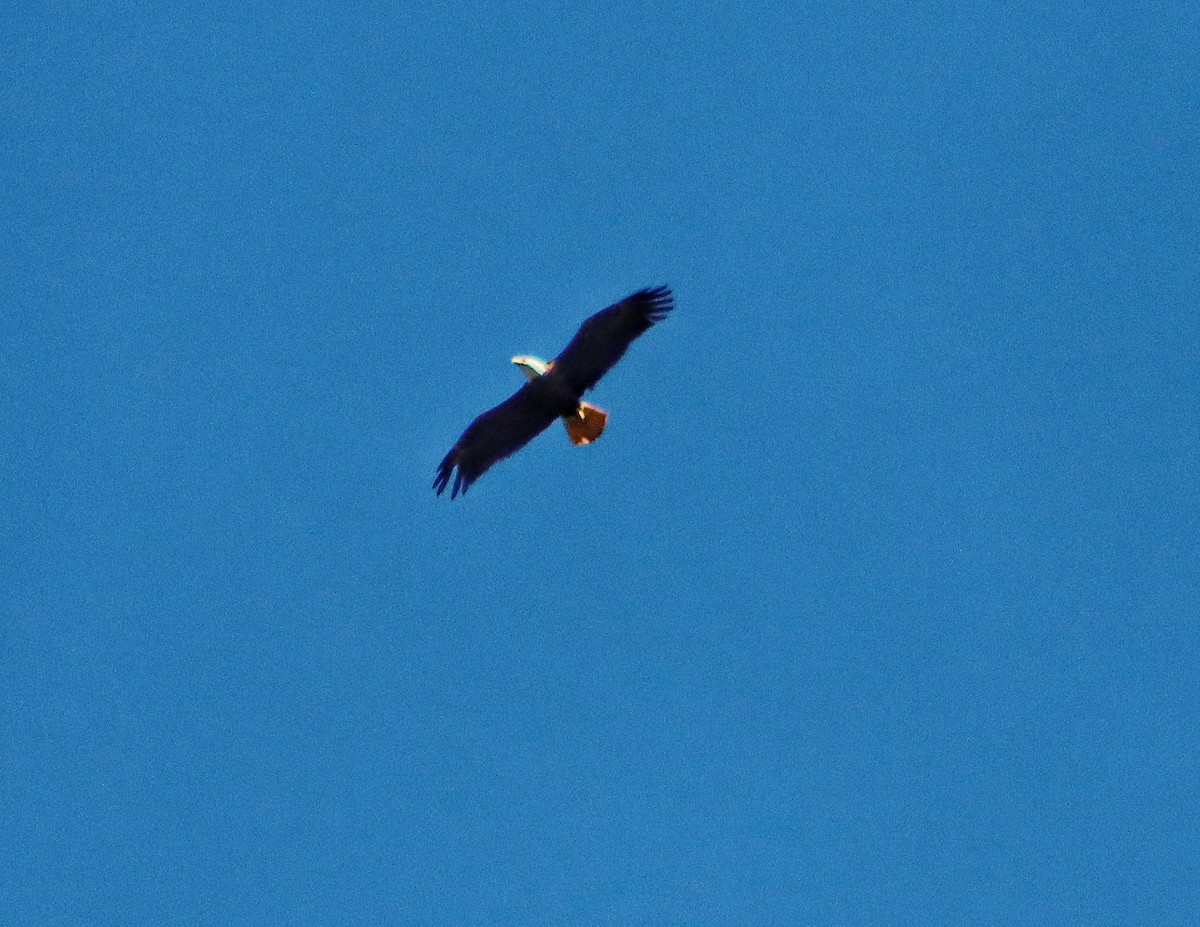 Bald Eagle - ML310914921