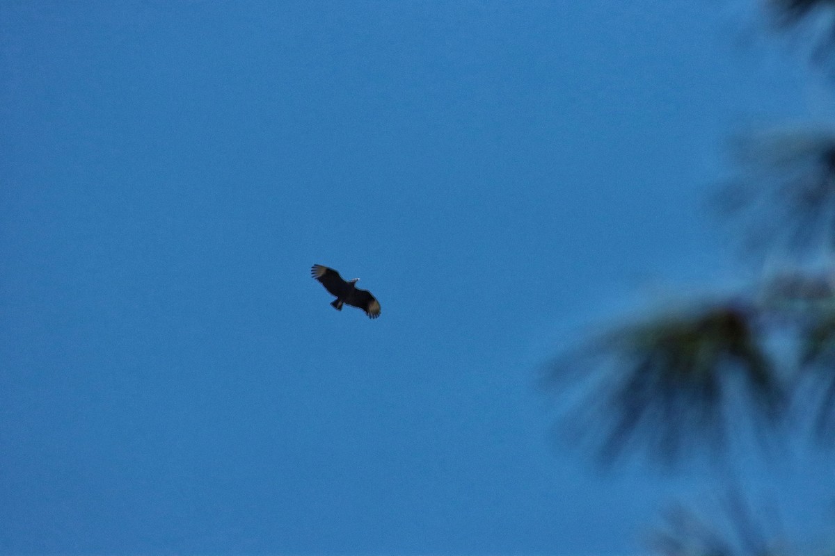 Black Vulture - ML310914931
