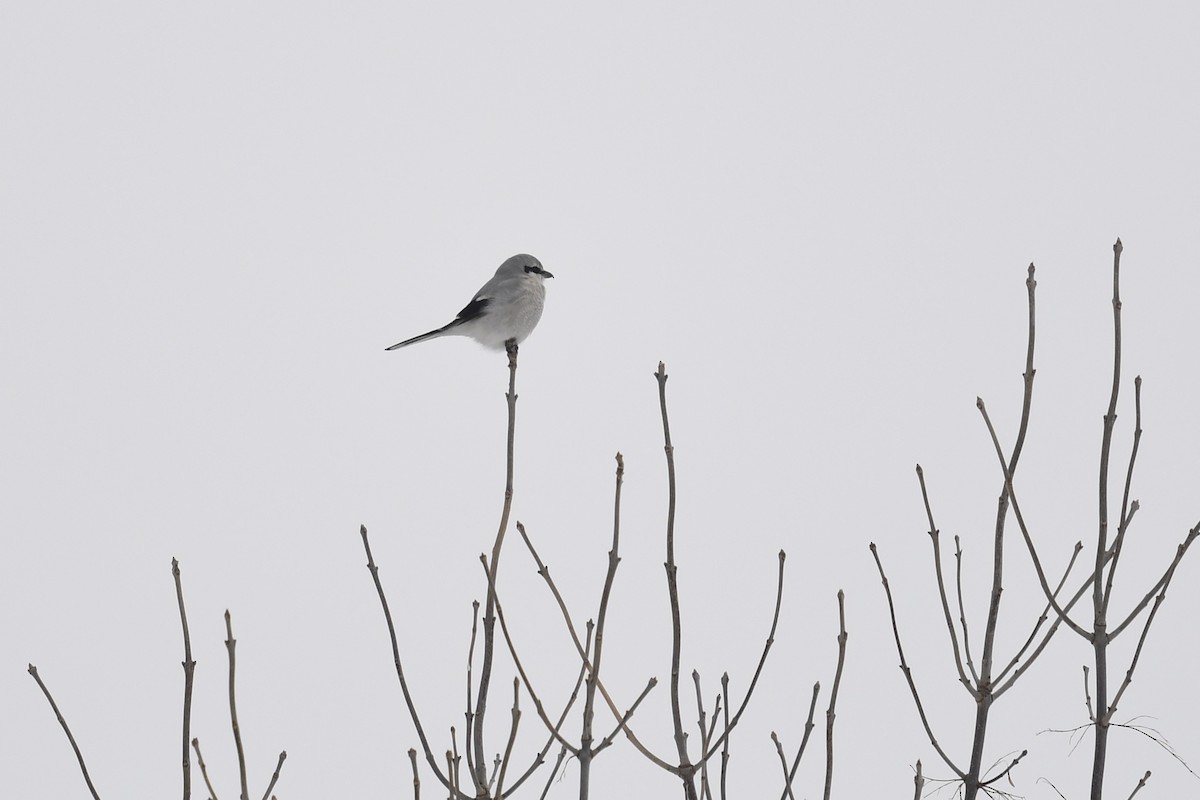 Northern Shrike - ML310914961