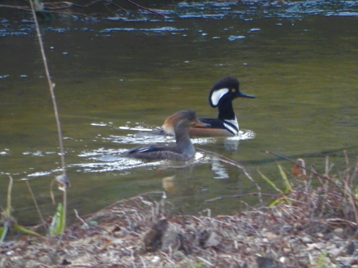 Hooded Merganser - ML310914971