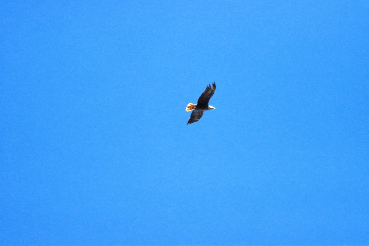 Bald Eagle - ML310914981