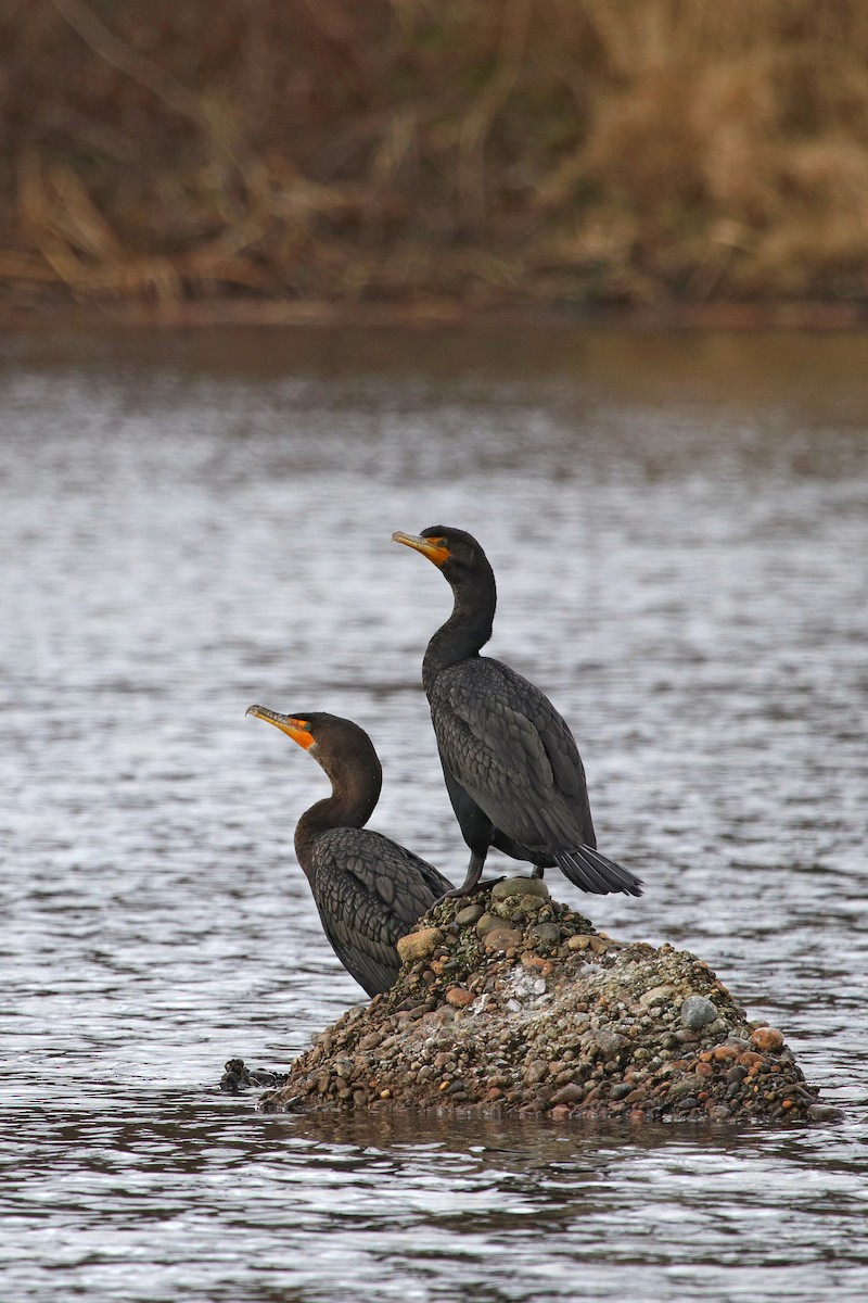 Double-crested Cormorant - Nathan Wall