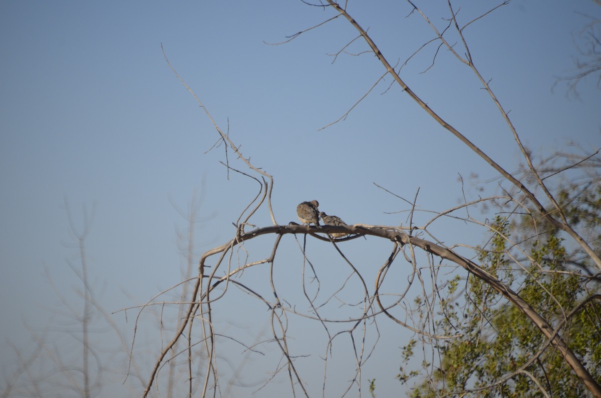 Eared Dove - José Ignacio Catalán Ruiz