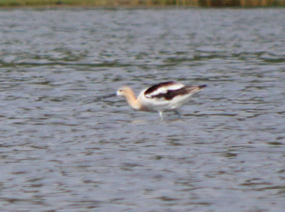 American Avocet - ML310917691