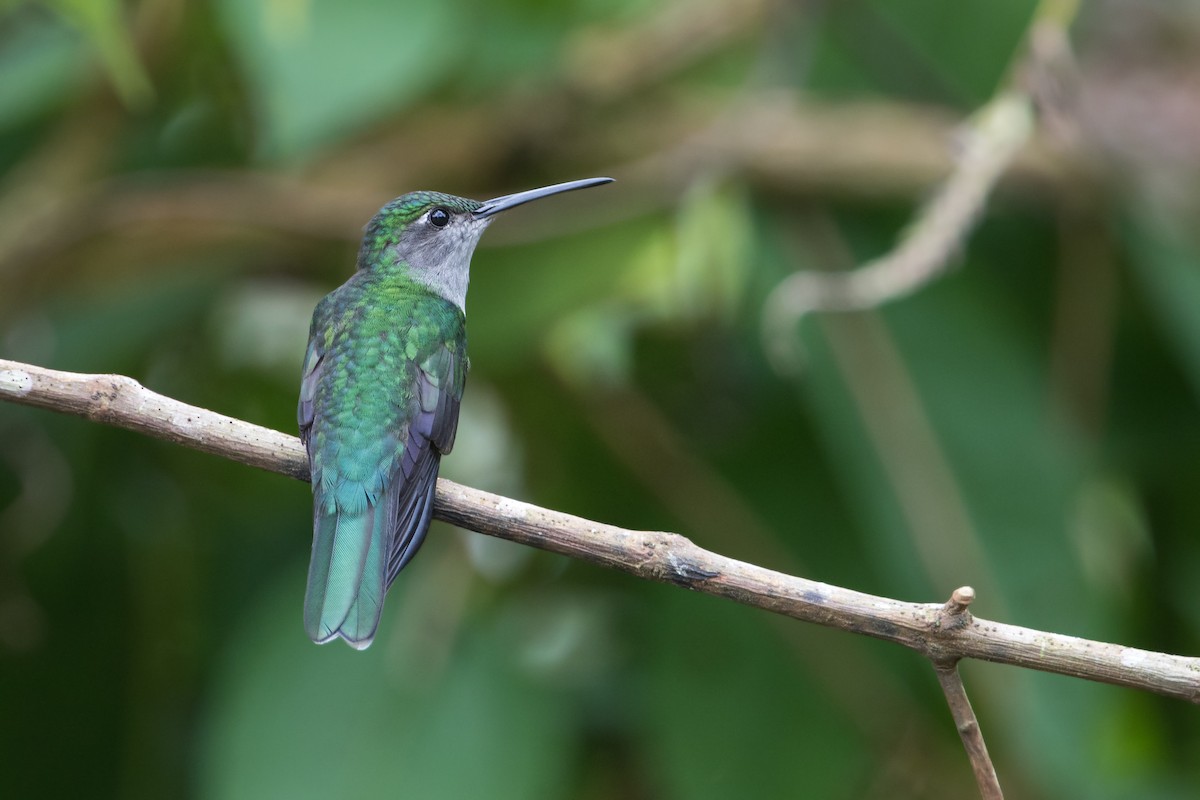 Gray-breasted Sabrewing - Michel Gutierrez