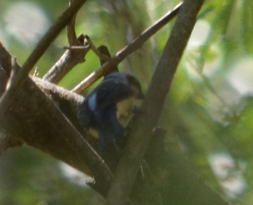 Fawn-breasted Tanager - ML310922211