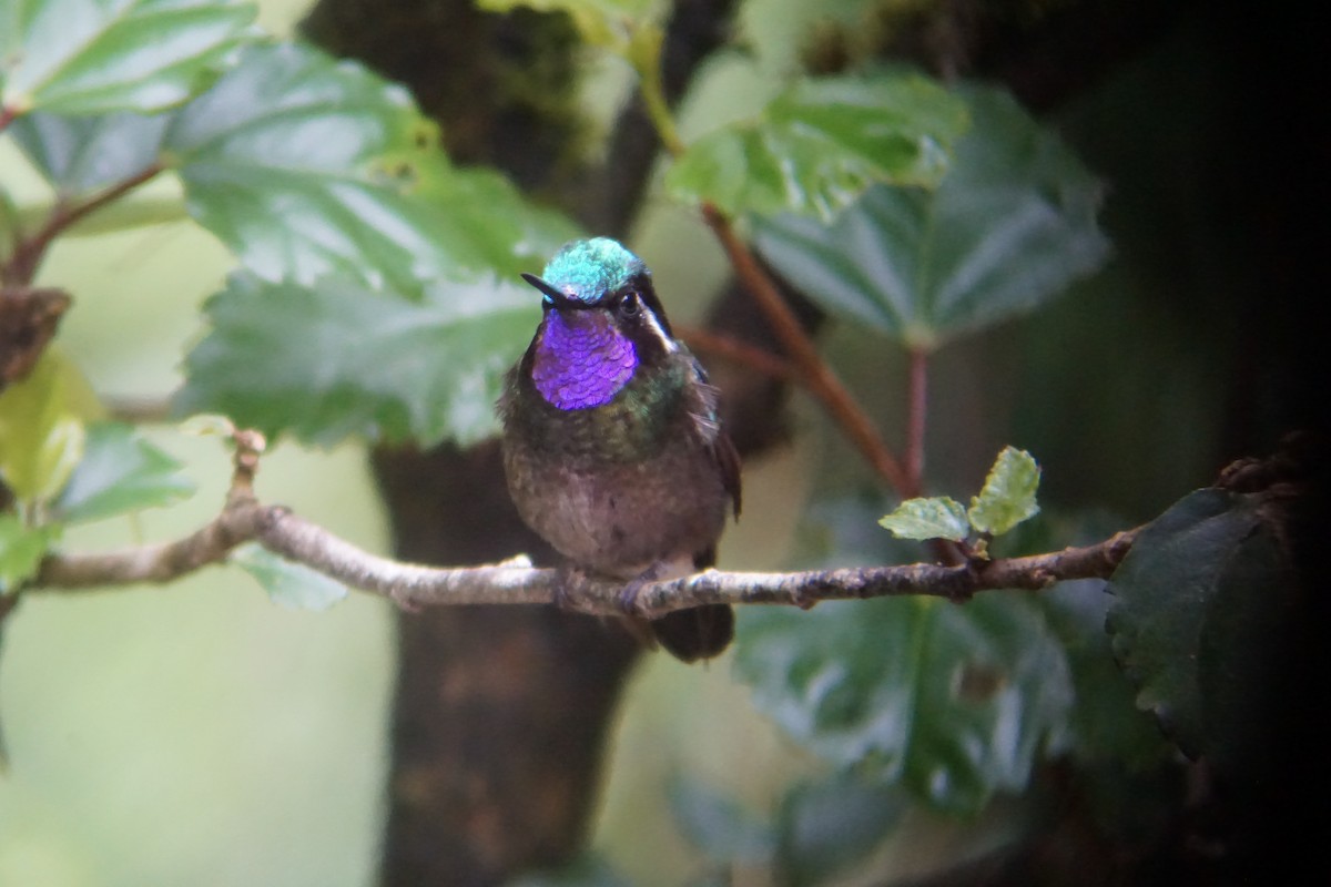 kolibřík fialovohrdlý - ML310922251