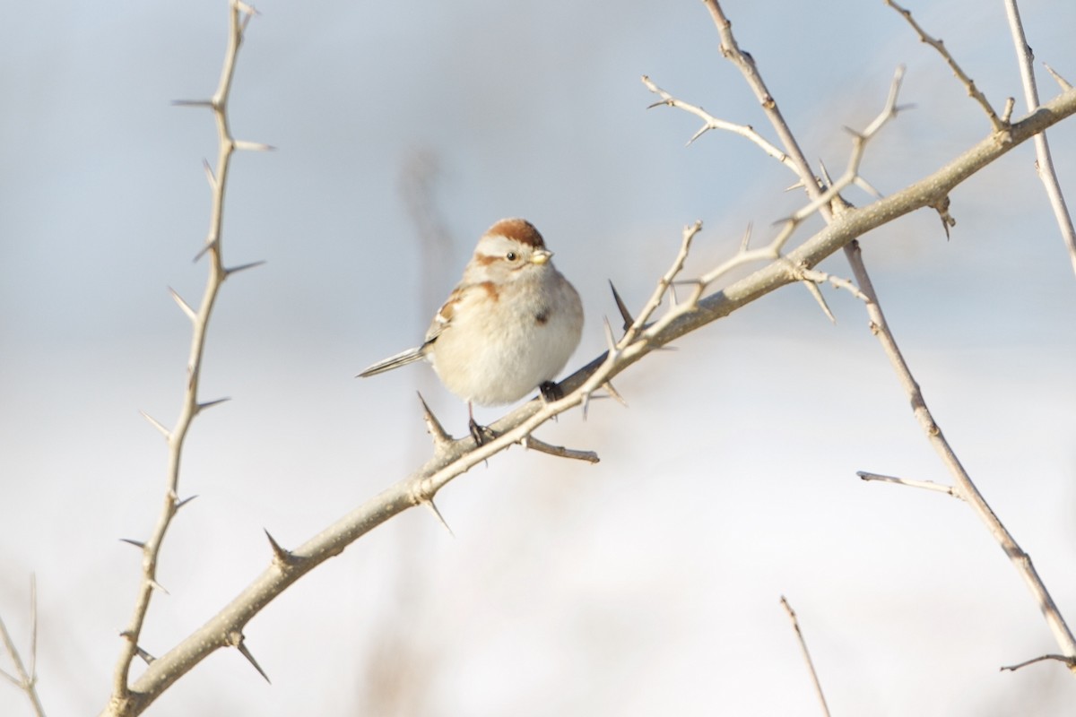 American Tree Sparrow - ML310923731